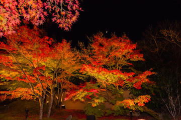 紅葉でライトアップされた松島円通院石庭と三日月