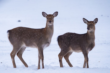  Dybowski's sika deer