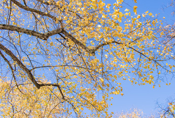 Herbstblätter