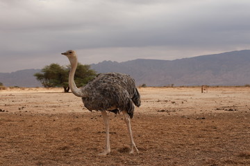 One big grey ostrich is walking in desert.