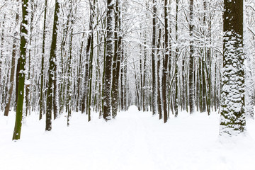 beautiful winter forest  and the road