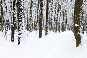 beautiful winter forest  and the road