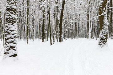 beautiful winter forest  and the road