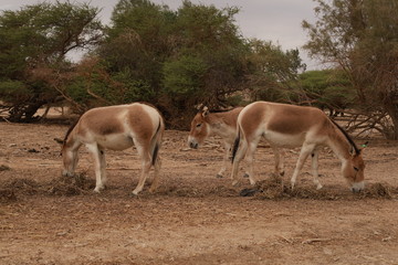 Three brown donkeys are walking.