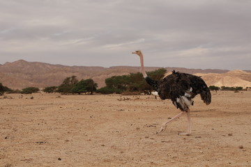 One big black ostrich is walking in desert.