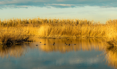 golden reeds reflected in a blue lake