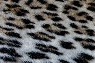 Leopard Print Pattern 