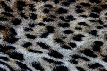 Leopard Print Pattern 
