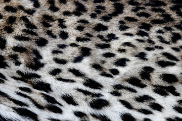 Leopard Print Pattern 