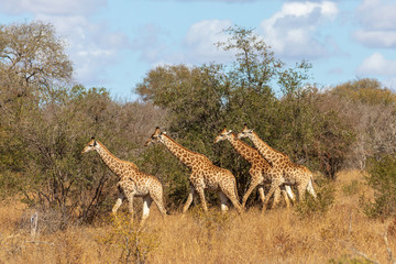 Fototapeta premium Giraffe 35