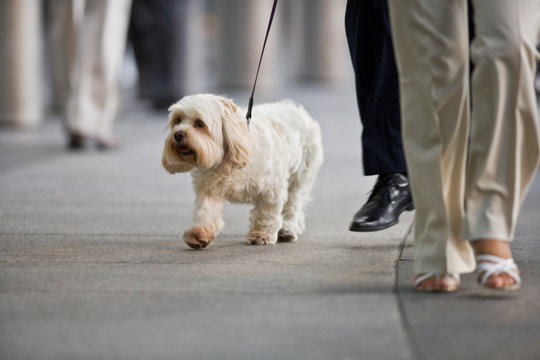 Small white dog on a lead walking on the sidewalk in the city.
