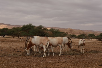 Obraz na płótnie Canvas Four antelopes are standilg in desert. 