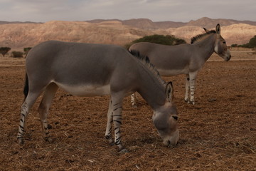 Two grey donkey eating in desert.