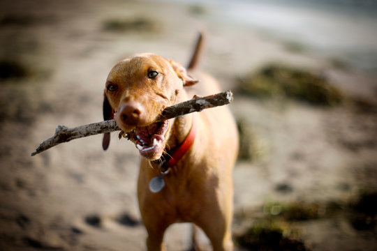 Portrait of a brown dog standing on a beach with a large stick in it's mouth.