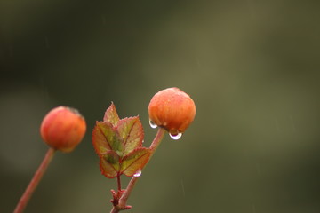 Close Up View of Rowan Tree
