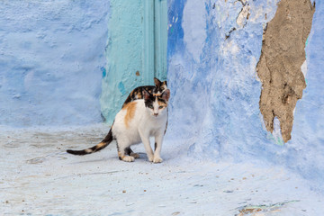Moroccan cat at street of chefchaouen blue city, Morocco