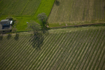 Rows of grapevines in the field of a remote vineyard outdoors in the sunshine.