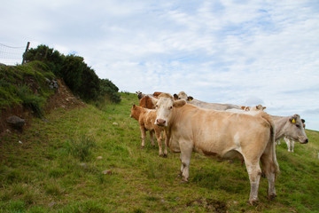 Fototapeta na wymiar Irish cows