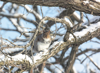 Gray Squirrel Perched on a Snow-Covered Tree Branch