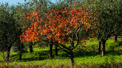 colorful tree in the autumnal olive grove