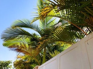 Fototapeta premium Palm trees against blue sky, Palm trees on tropical coast coconut tree, summer tree