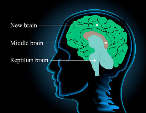 Neuroscience vector illustration. Scheme image of the human brain structure: reptilian brain, middle brain and new brain