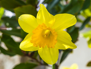 Obraz premium Spring blooming yellow flower narcissus in closeup