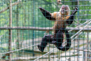 Monkey in a cage at the zoo.