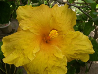 yellow flower