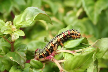 Grapevine Moth Caterpillar 'Phalaenoides glycinae'