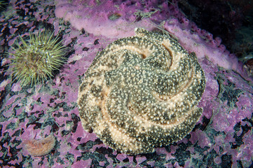 Polar Sea Star protecting and incubating it's eggs underwater in the St. Lawrence Estuary