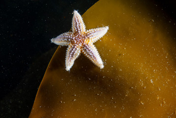 Juvenile common starfish hanging on a seaweed © RLS Photo