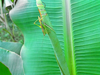 A grasshopper lives on a banana leaf