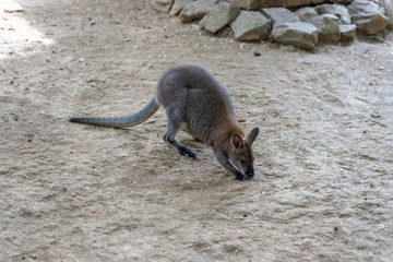Kangaroo - Australian marsupial mammal with long hind legs.   © kamira