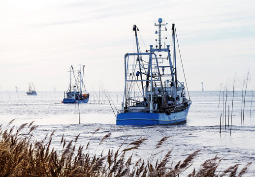 Küstenfischerei von Granat in Norddeutschland, Flotte der Krabbenkutter an der Nordseeküste auf dem Weg zum Krabbenfang 