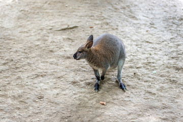 Kangaroo - Australian marsupial mammal with long hind legs.   © kamira