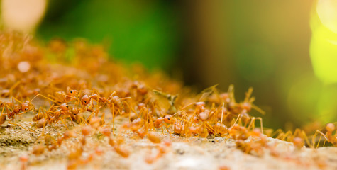 Macro shot of red ant in nature with selective focus