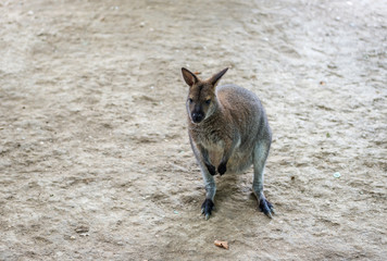 Kangaroo - Australian marsupial mammal with long hind legs.
