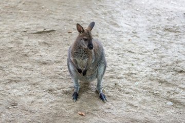 Kangaroo - Australian marsupial mammal with long hind legs.   © kamira