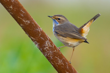 Pechiazul macho