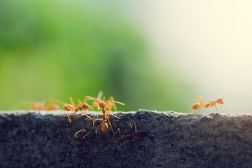 Macro shot of red ant in nature with selective focus