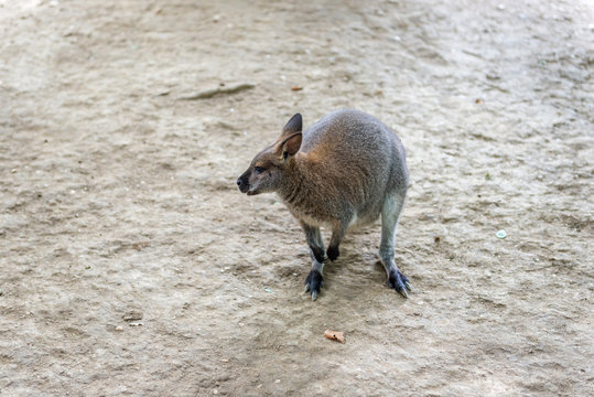 Kangaroo - Australian marsupial mammal with long hind legs.
