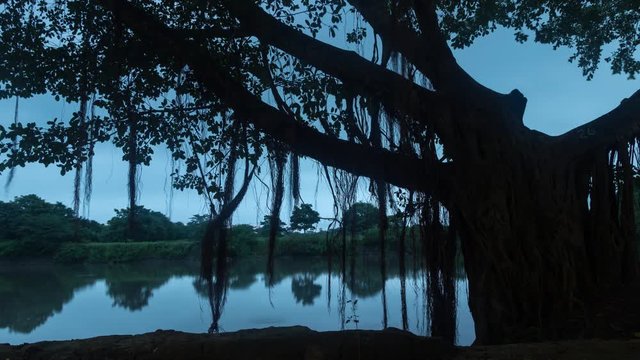 Timelapse of moody sunrise over the Magdalena river, the longest river in Colombia, in Mompox, with the silhouette of a huge typical tree.