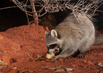 A raccoon enjoys a midnight snack of a juicy pear on a chilly winter night on the edge of a rural neighborhood with the strands of a barbed wire fence running through the branches of a bush behind it. © Melani