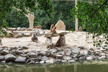 Big family of monkeys. Pavions.