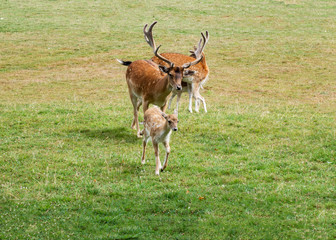 Fallow deer family graze in the meadow
