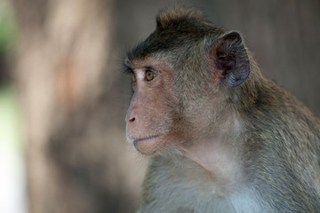 可愛いサル