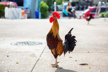 Big Rooster crowing in the streets of Key West, Florida, United States. © edb3_16