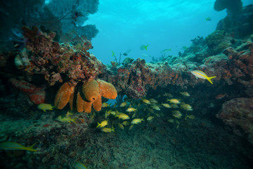 Fototapeta na wymiar A group of small yellow fish, Bigeye Yellow Snapper, swimming in the ocean coral reef. Located near Key West, Florida, United States.