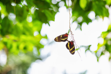 Beautiful macro picture of a couple butterflies copulating together